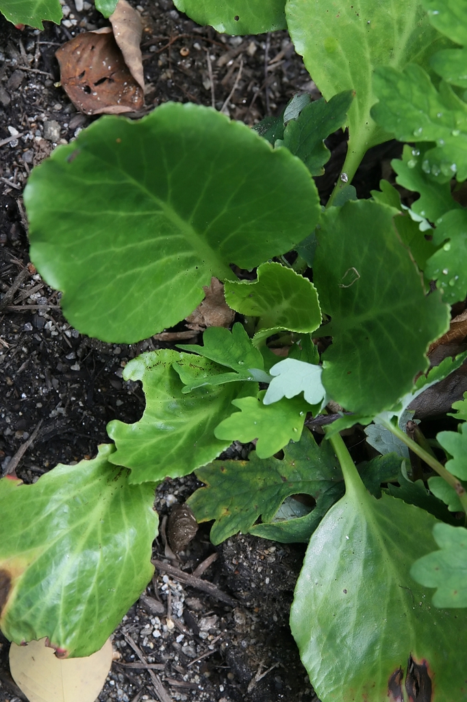 Bergenia cordifolia 'Rotblum'