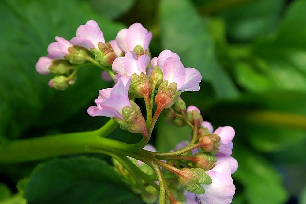 Bergenia cordifolia