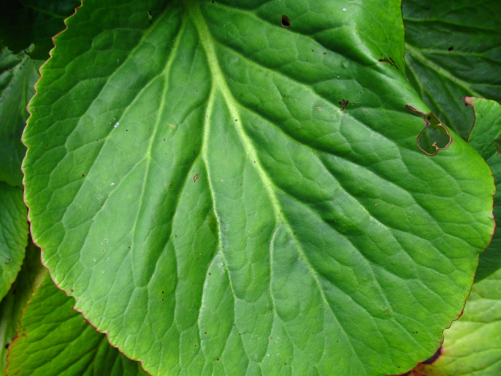 Bergenia cordifolia leaf