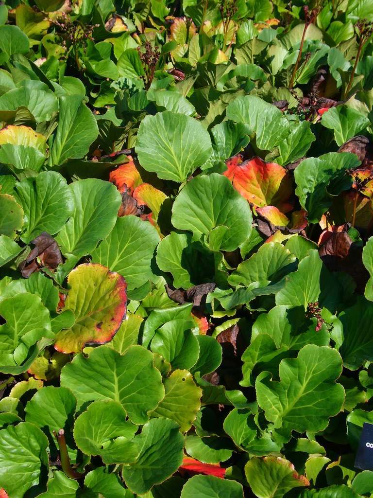 Bergenia cordifolia leaves in mass planting