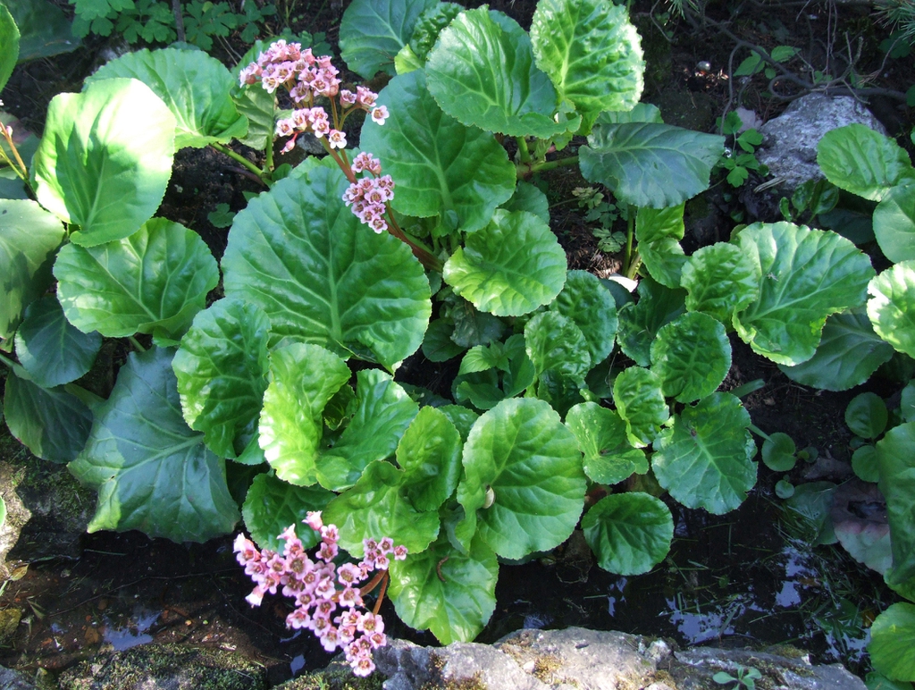Bergenia crassifolia form