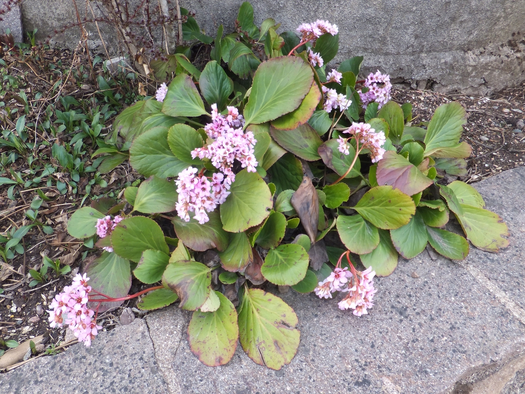 Bergenia crassifolia form