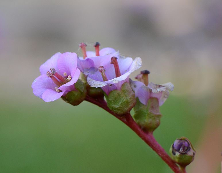 Bergenia crassifolia