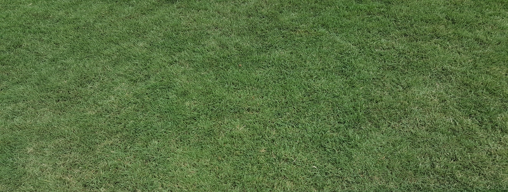 Tifway Bermuda Lawn