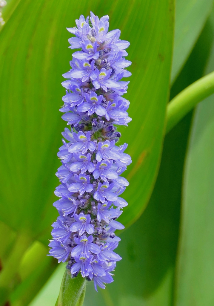 Pontederia cordata