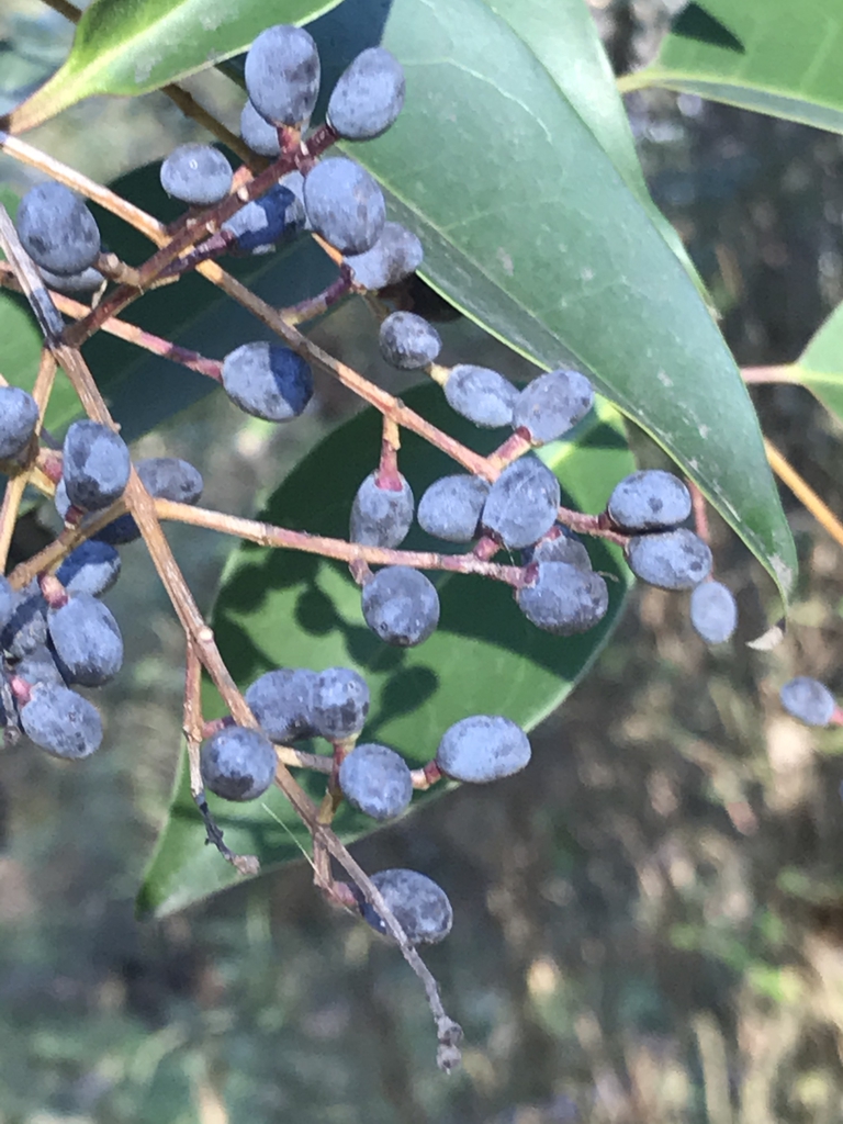 Closeup of the cluster of glaucous blue fruits.