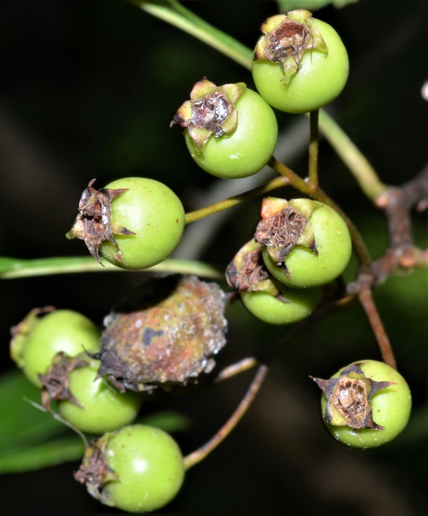 Berries in June in Arkansas County, Arkansas
