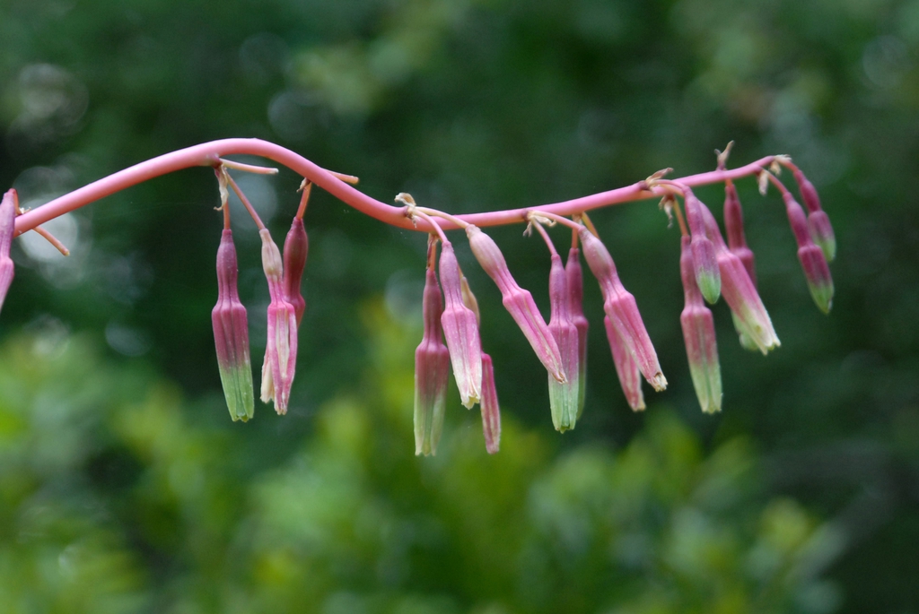 Beschorneria yuccoides