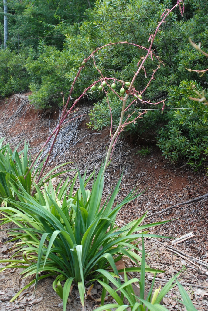 Beschorneria yuccoides