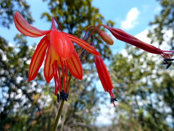 Bessera elegans