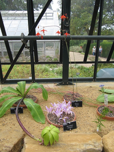 Bessera elegans