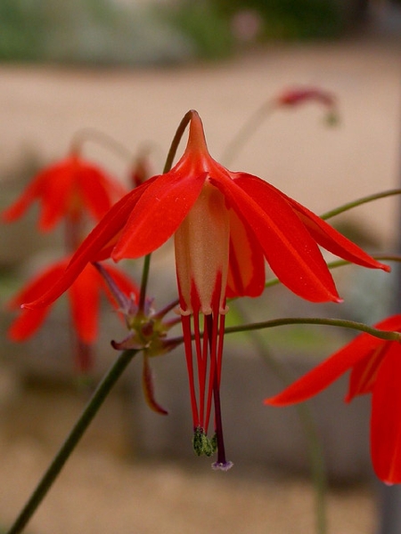 Bessera elegans