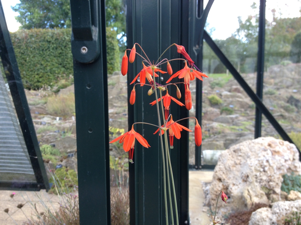 Bessera elegans inflorescence