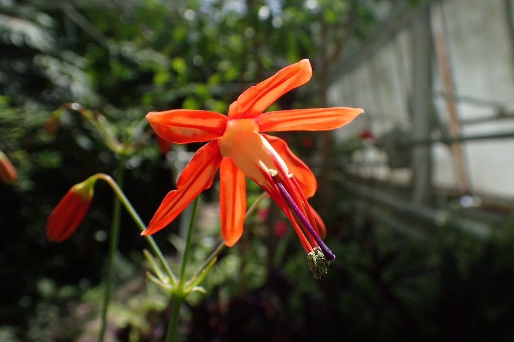 Bessera elegans orange flower