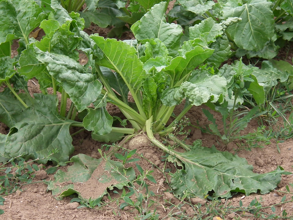 Beta vulgaris (Garden Beet Group)