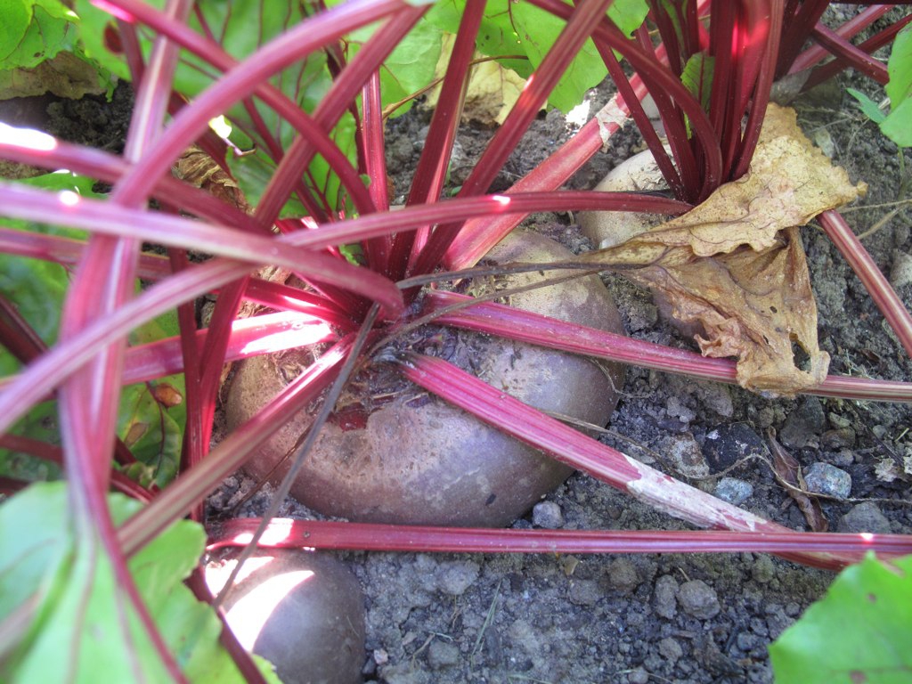 Beta vulgaris (Garden Beet Group)
