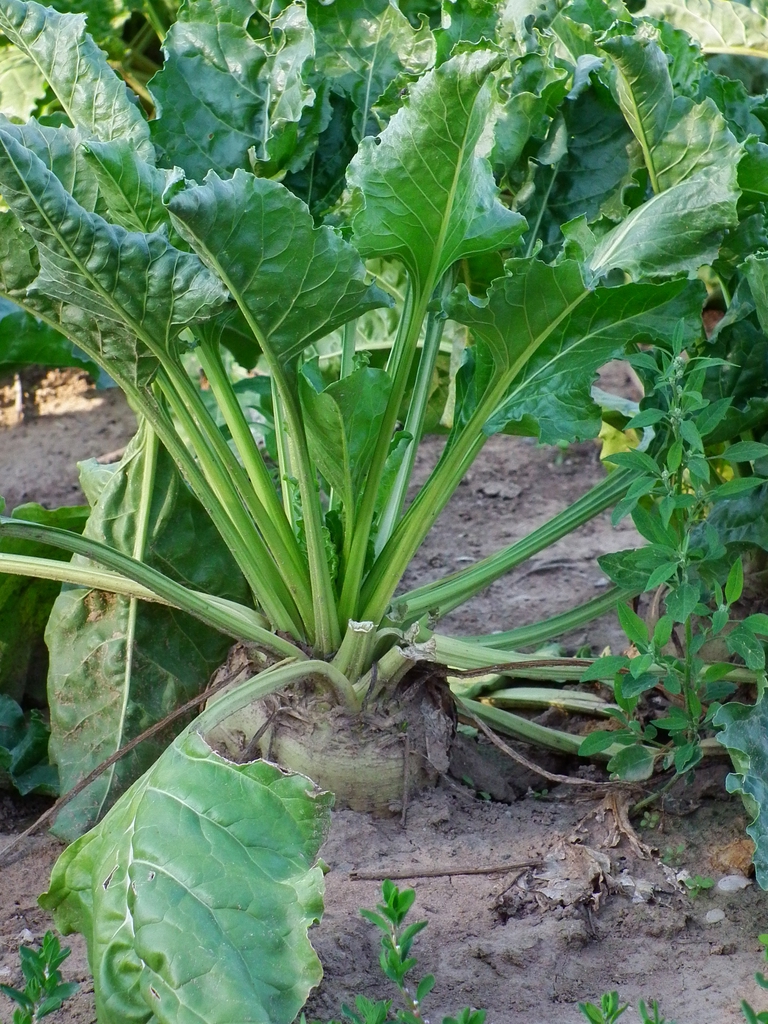 Beta vulgaris (Garden Beet Group)