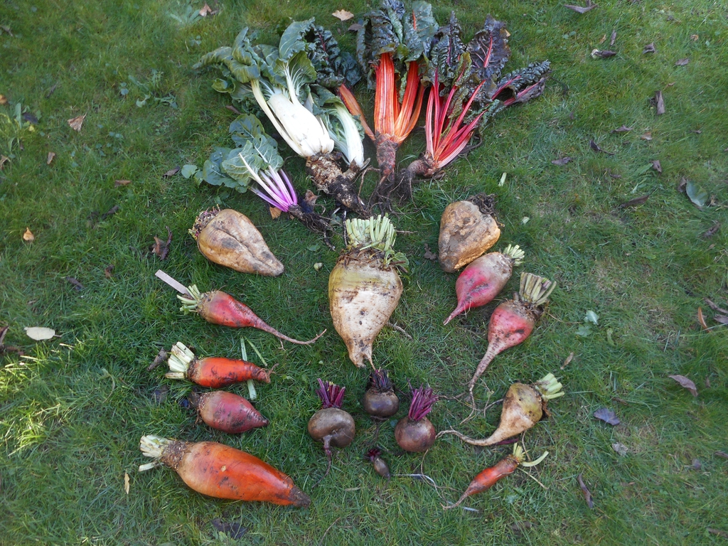 Beta vulgaris (Garden Beet Group)