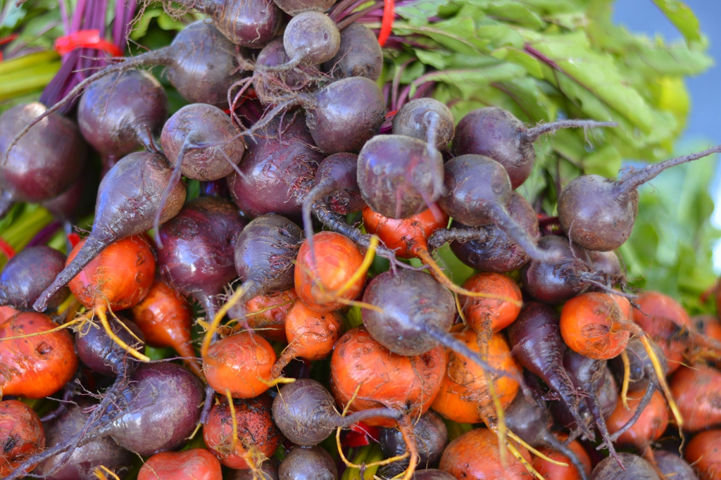 Beta vulgaris (Garden Beet Group)
