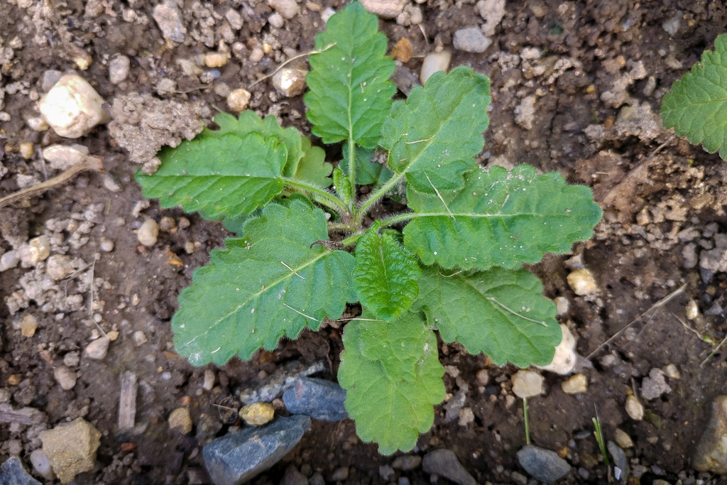 Small tight plant with heart-shaped leaves.