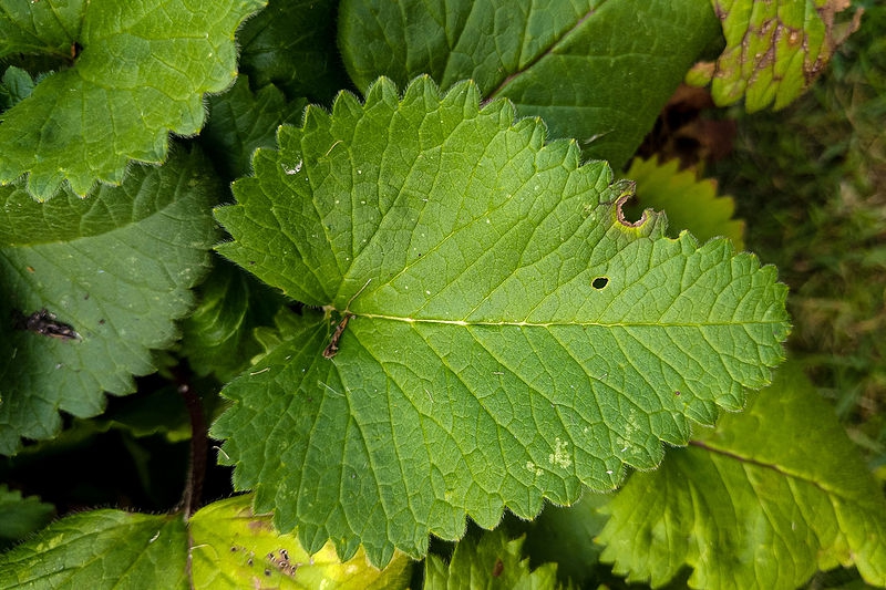 Heart-shaped leaves with serrate margins.