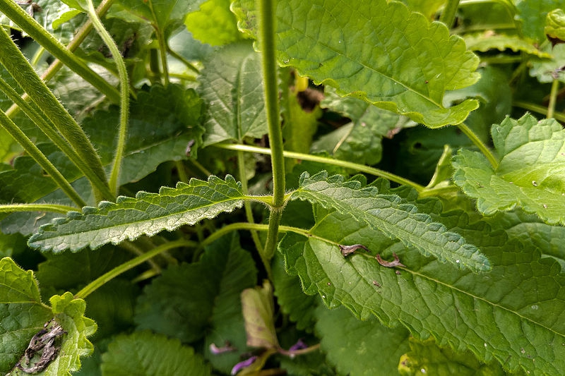 Narrow leaves with serrate margins. Different from basal leaves