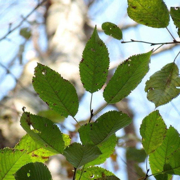 Betula lenta 