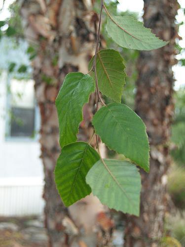 Shoot with alternate ovate leaves.