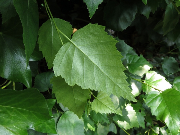 leaf