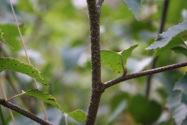 stem and leaves
