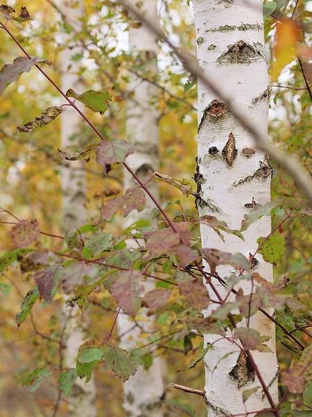 bark