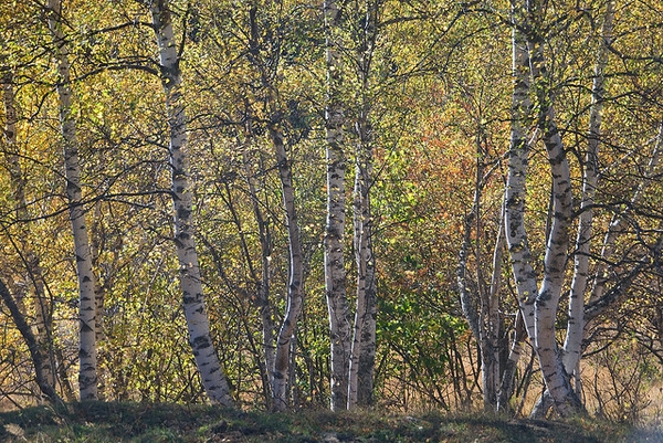 form in fall