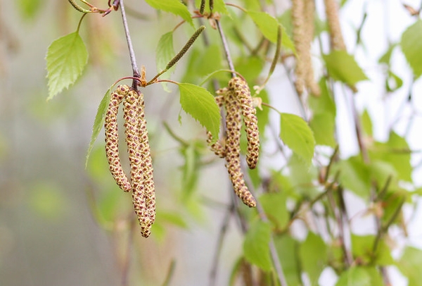 catkins