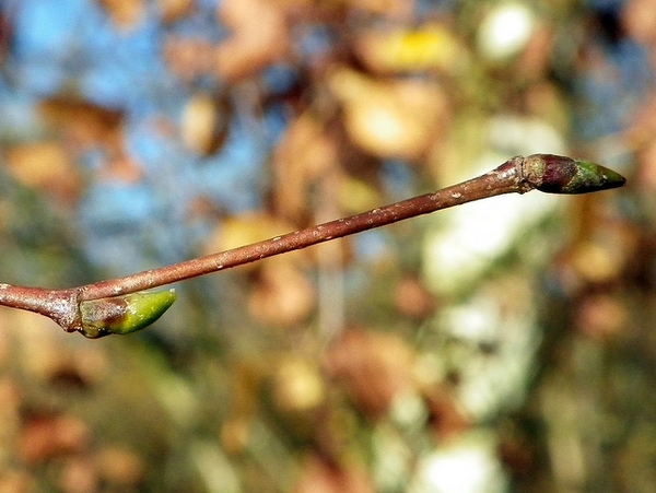 bud