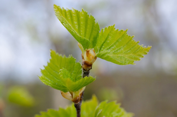 leaves