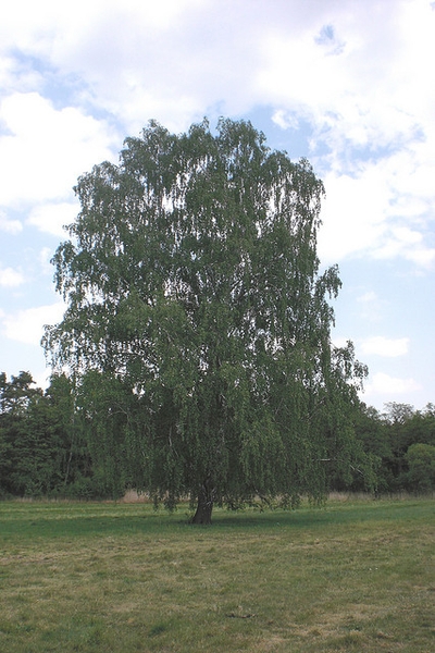 form