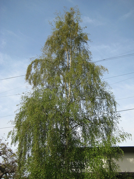 form