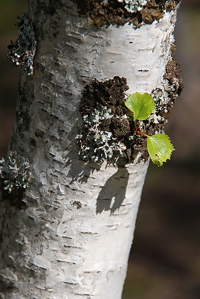 trunk/ bark
