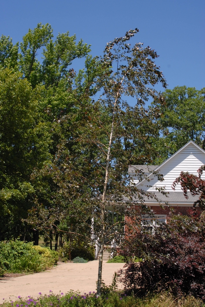 Narrow, upright tree