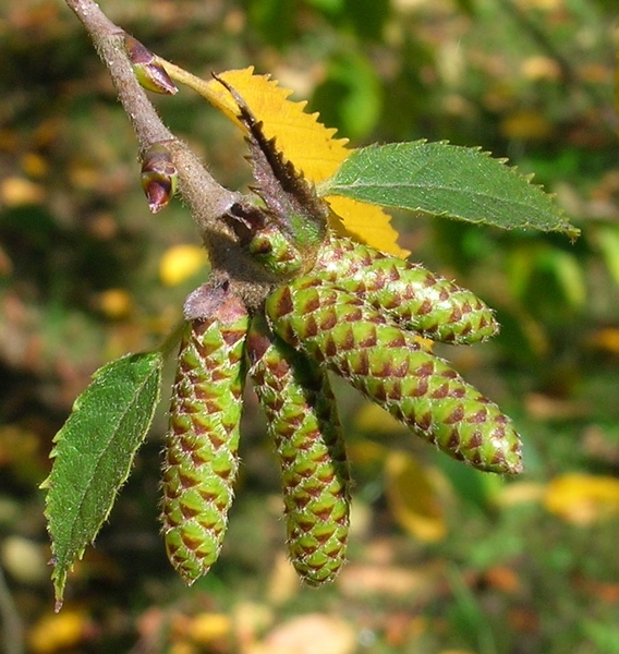 Betula alleghaniensis