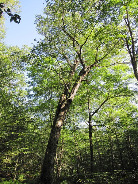 Betula alleghaniensis