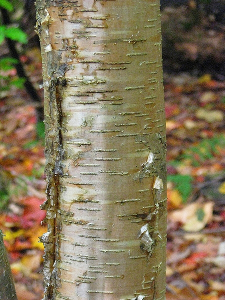 Betula alleghaniensis