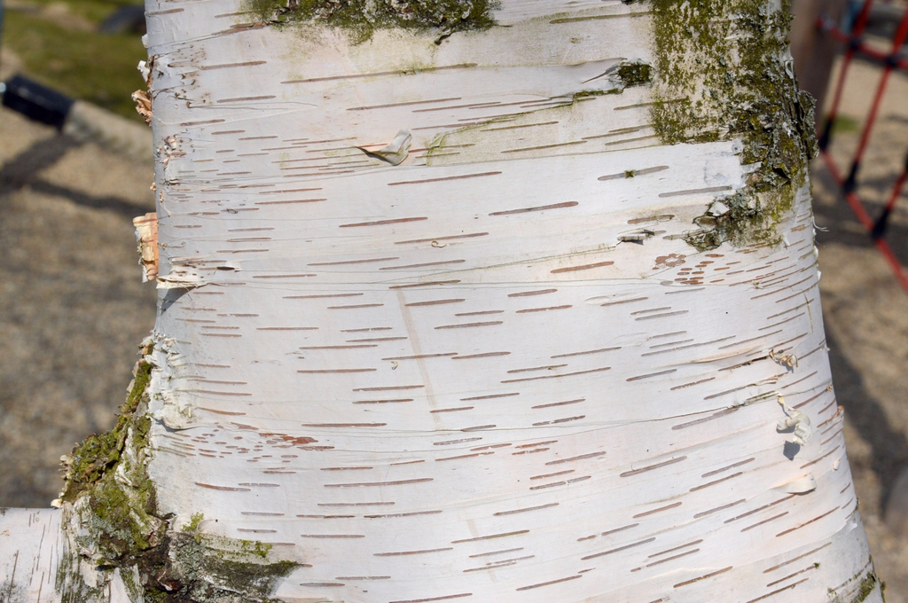 Close up of young bark