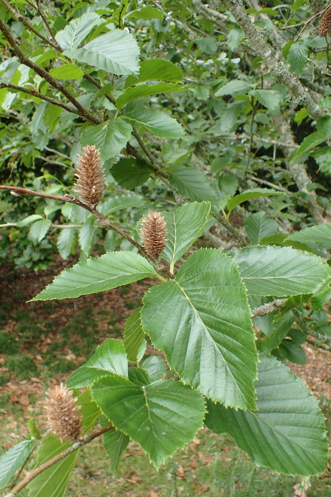 Betula grossa