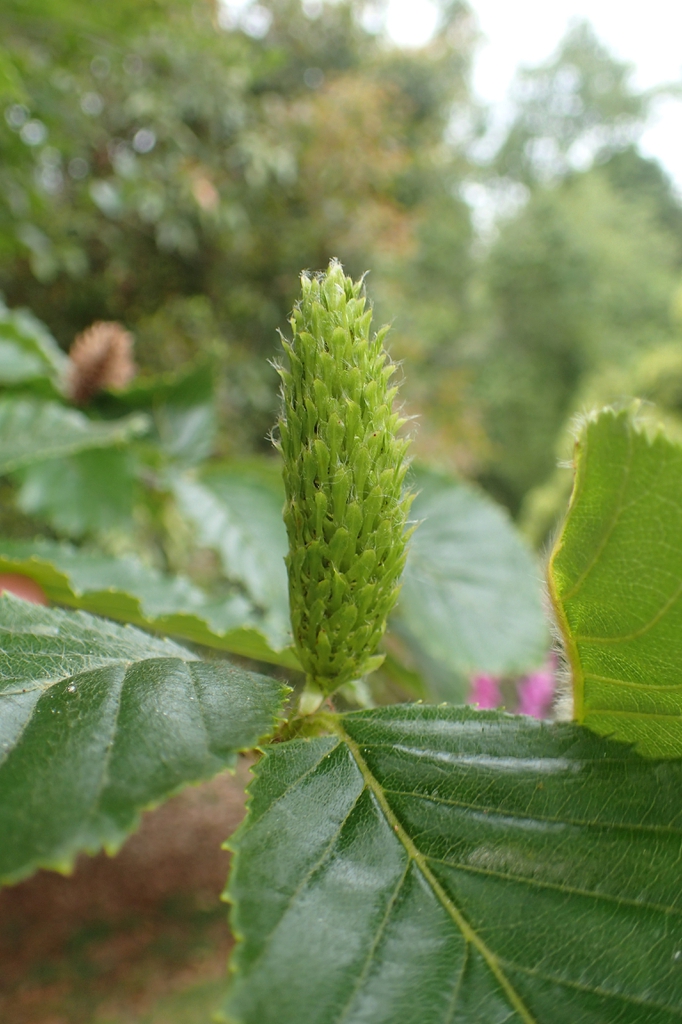 Betula grossa close up