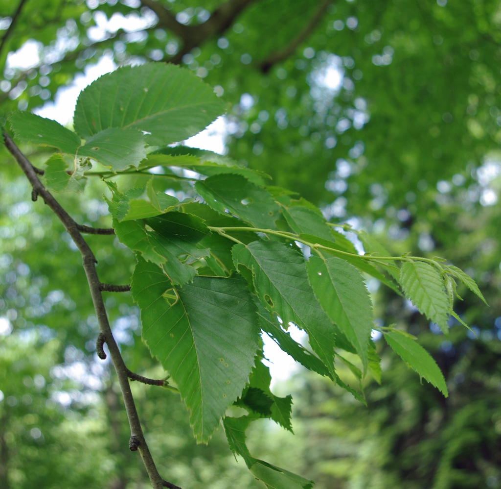Betula grossa foliage