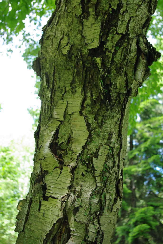 Mature bark