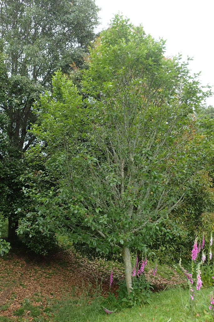 Betula grossa tree