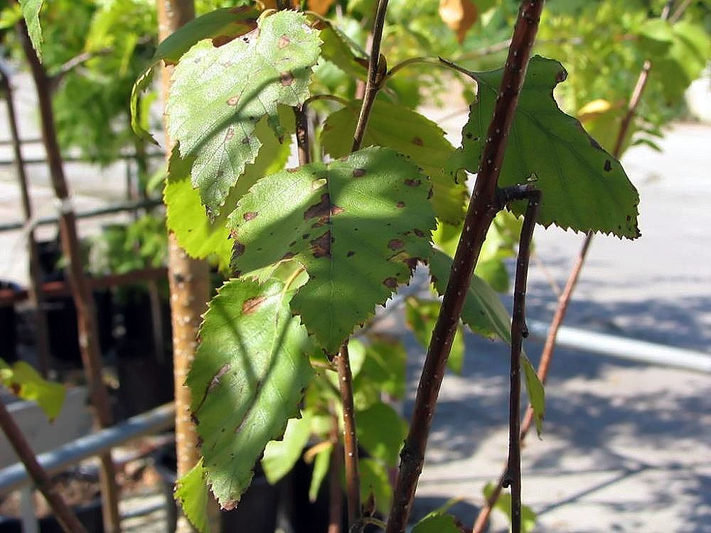 leaves