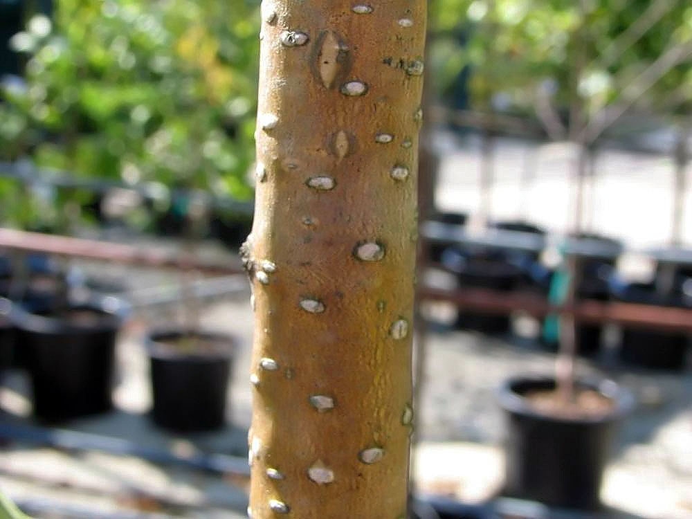 bark